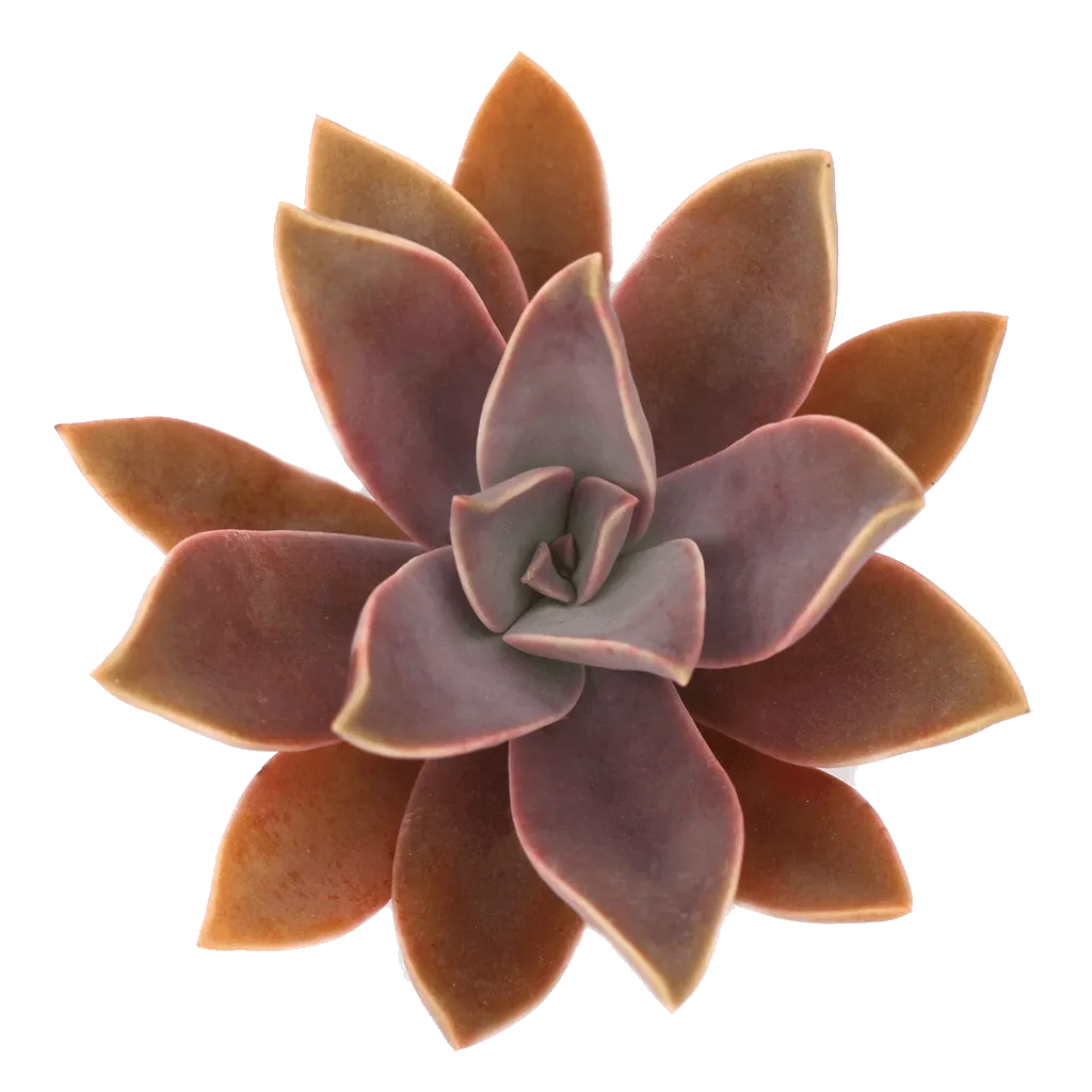 Graptoveria 'Fred Ives'